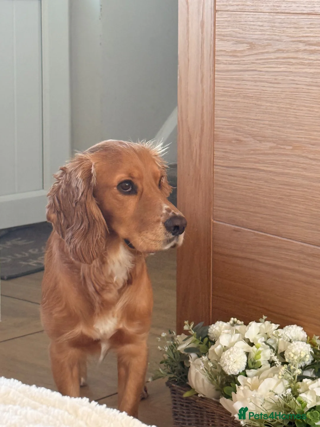 Cocker Spaniel dogs for stud: 2YO First time STUD Bailey Cocker Spaniel  - Advert 14