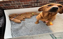 Labrador Retriever dogs for sale: Beautiful KC Fox Red Labrador Puppies - Image 2