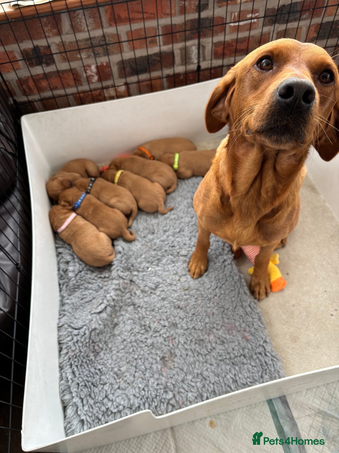 Labrador Retriever dogs for sale: Beautiful KC Fox Red Labrador Puppies - Image 2