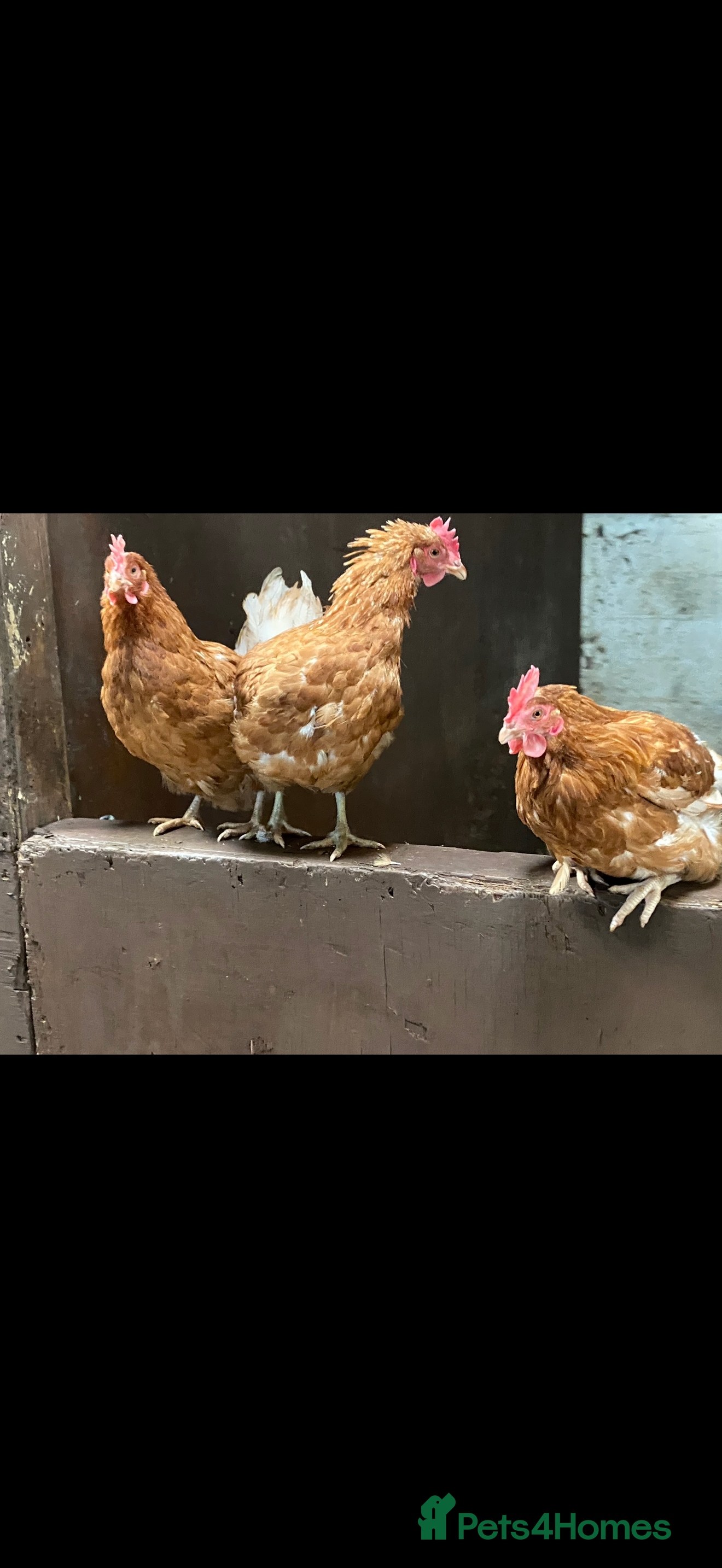 Chickens poultry Chickens for sale due to downsizing  - Advert 1