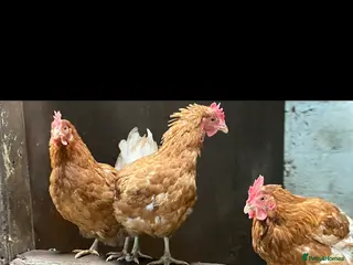 Chickens poultry Chickens for sale due to downsizing - Advert 1