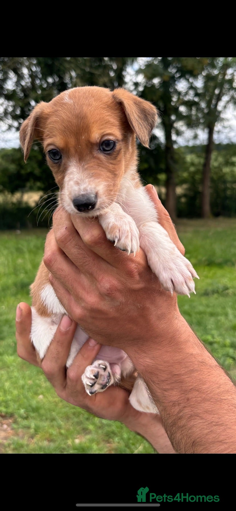 Lurcher dogs Stunning lurcher puppies  - Advert 1