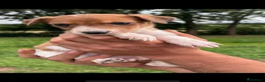 Lurcher 4