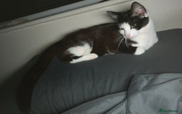 British Shorthair cats for sale: 4 kittens needing new homes - Image 6