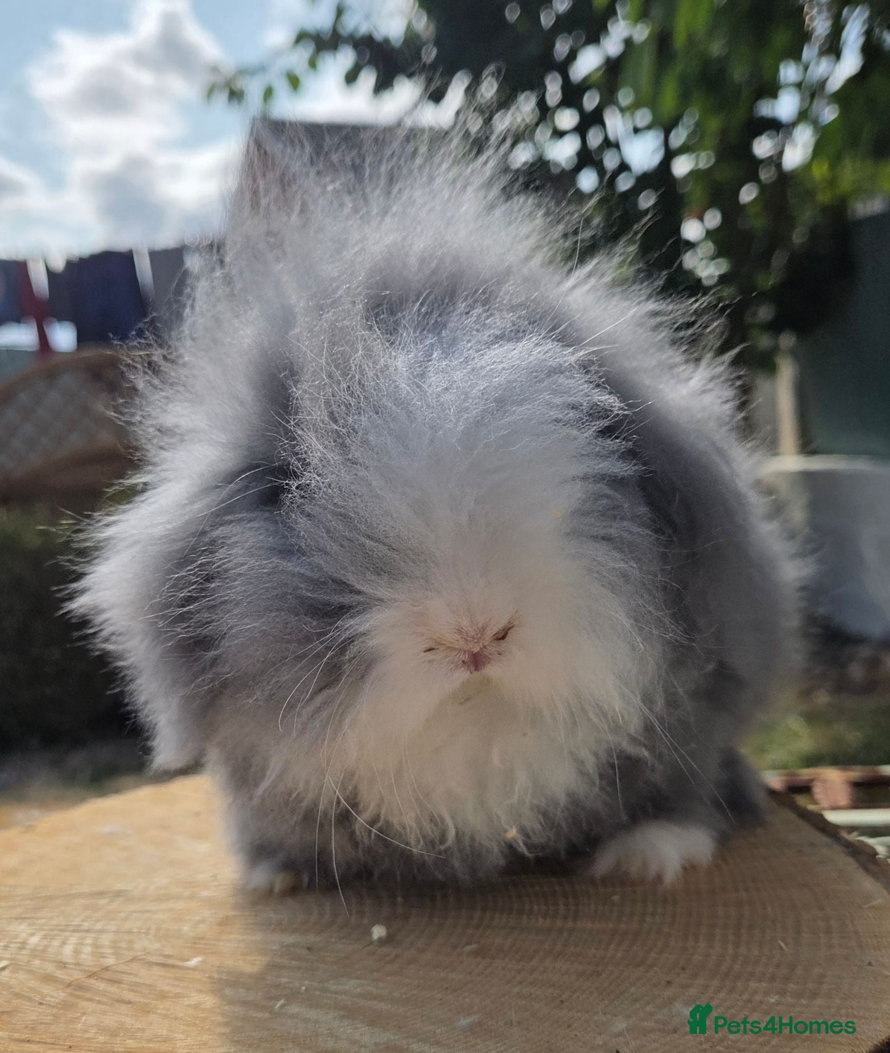 Angora rabbits  Super fluffy baby teddywidders  - Advert 2