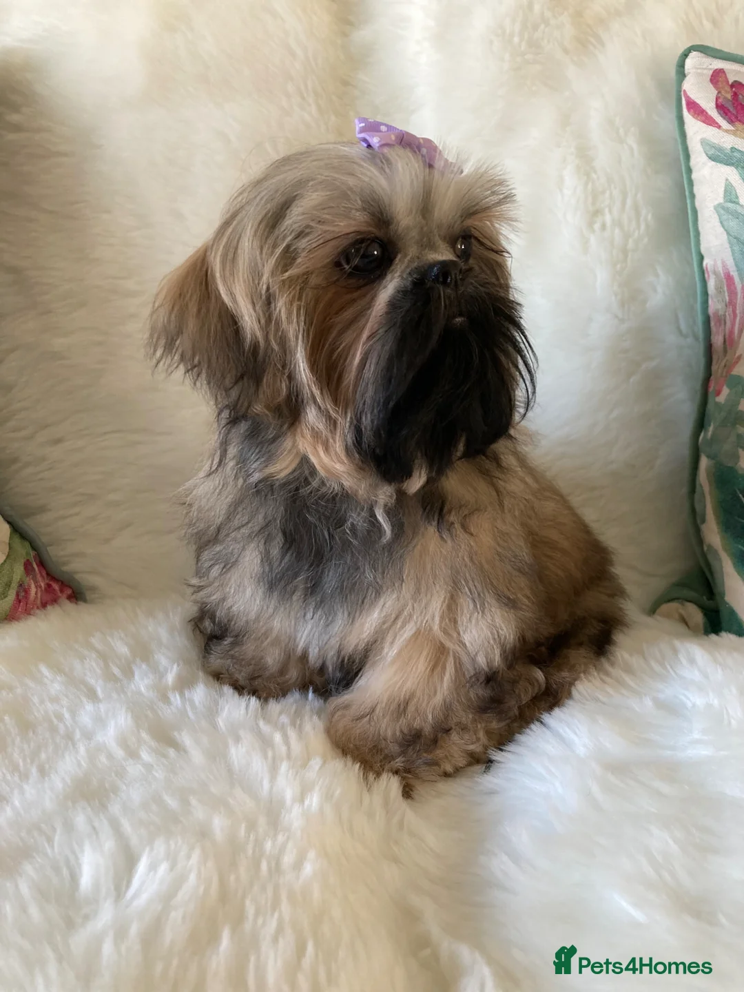 Shih Tzu dogs for sale: AMERICAN IMPERIAL SHIH TZU GIRL - Advert 2