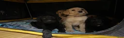 Labradoodle dogs for sale: Labradoodle F1 Puppies Health Tested Parents   - Advert 11