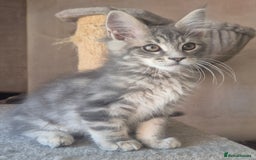 Maine Coon cats for sale: Beautiful Maine Coon kittens  - Image 13