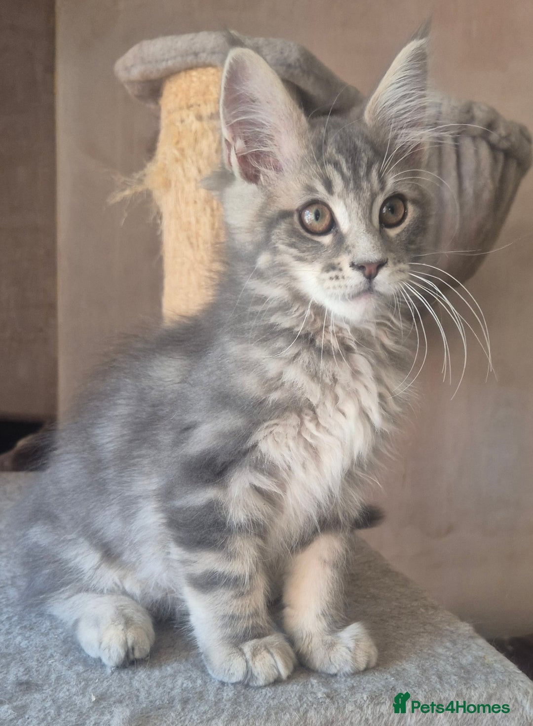 Maine Coon cats for sale: Beautiful Maine Coon kittens  - Image 13