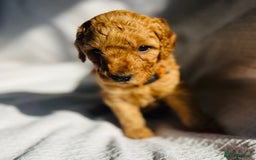 Mixed Breed dogs for sale: Australian Labradoodle Double Doodle puppies in Glastonbury - Image 15