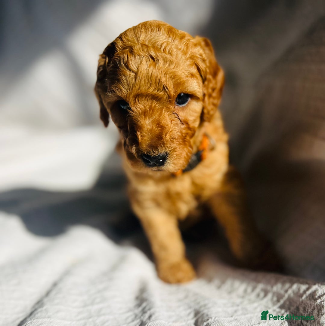 Mixed Breed dogs for sale: Australian Labradoodle Double Doodle puppies in Glastonbury - Image 15