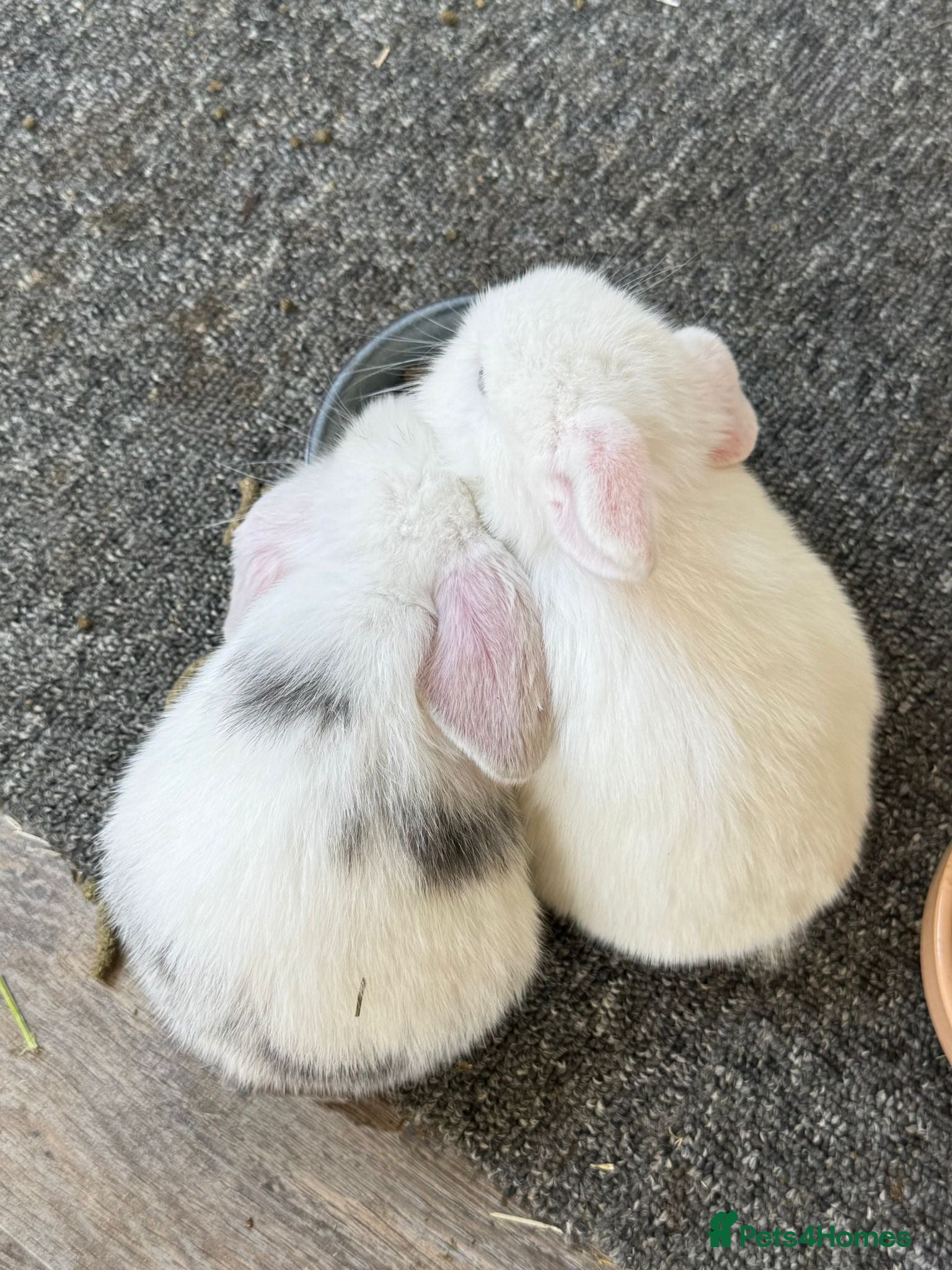 Mini Lop rabbits Beautiful babies born 29/05 - Advert 2