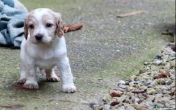 Cocker Spaniel dogs for sale: Working cocker spaniel  - Advert 4