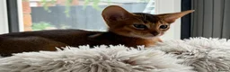 Abyssinian cats for sale: Abyssinian kittens  - Advert 4