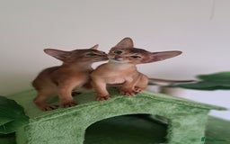 Abyssinian cats for sale: Beautiful Abyssinian Kittens - Image 14