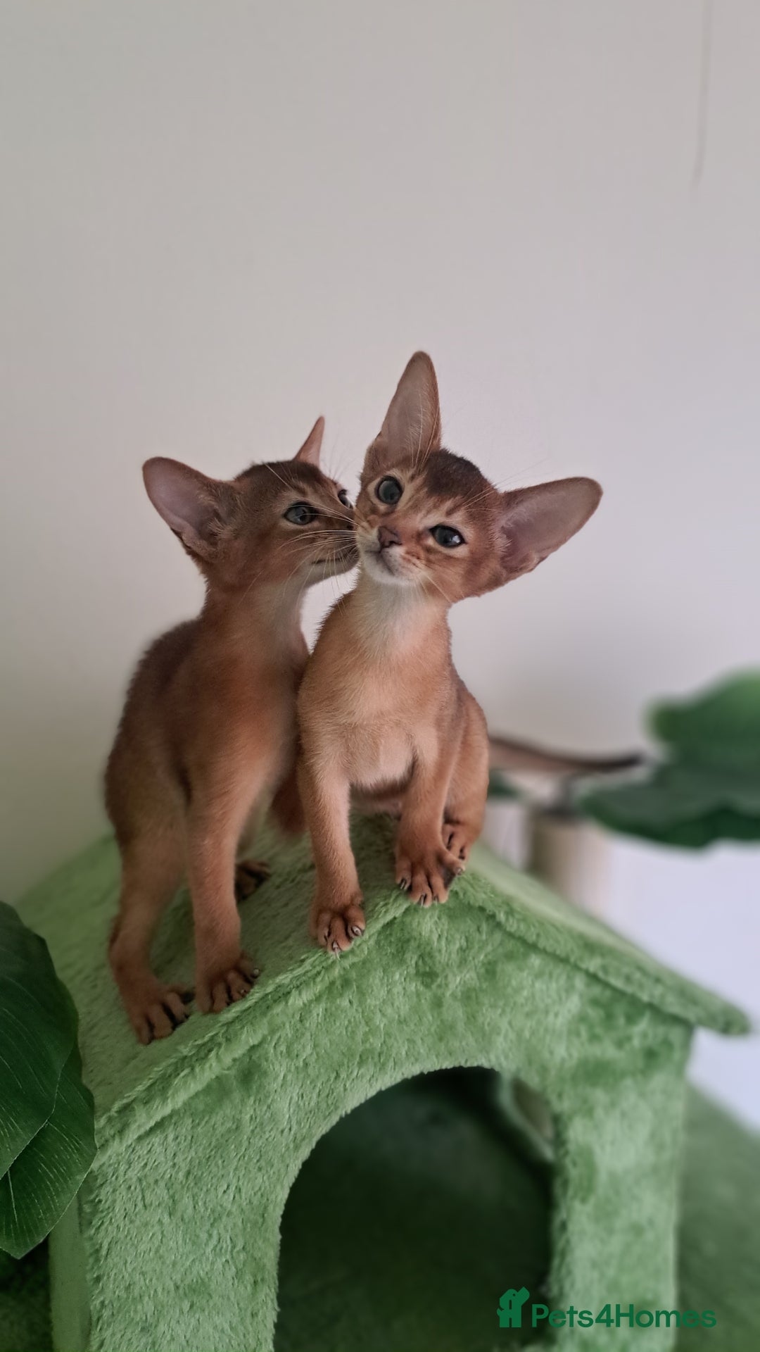 Abyssinian cats for sale: Beautiful Abyssinian Kittens - Image 14