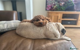 Toy Poodle dogs for stud: Kc health tested fox red Toy poodle for stud  - Image 17