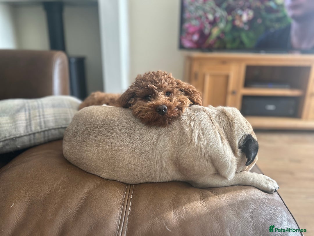 Toy Poodle dogs for stud: Kc health tested fox red Toy poodle for stud  - Image 17