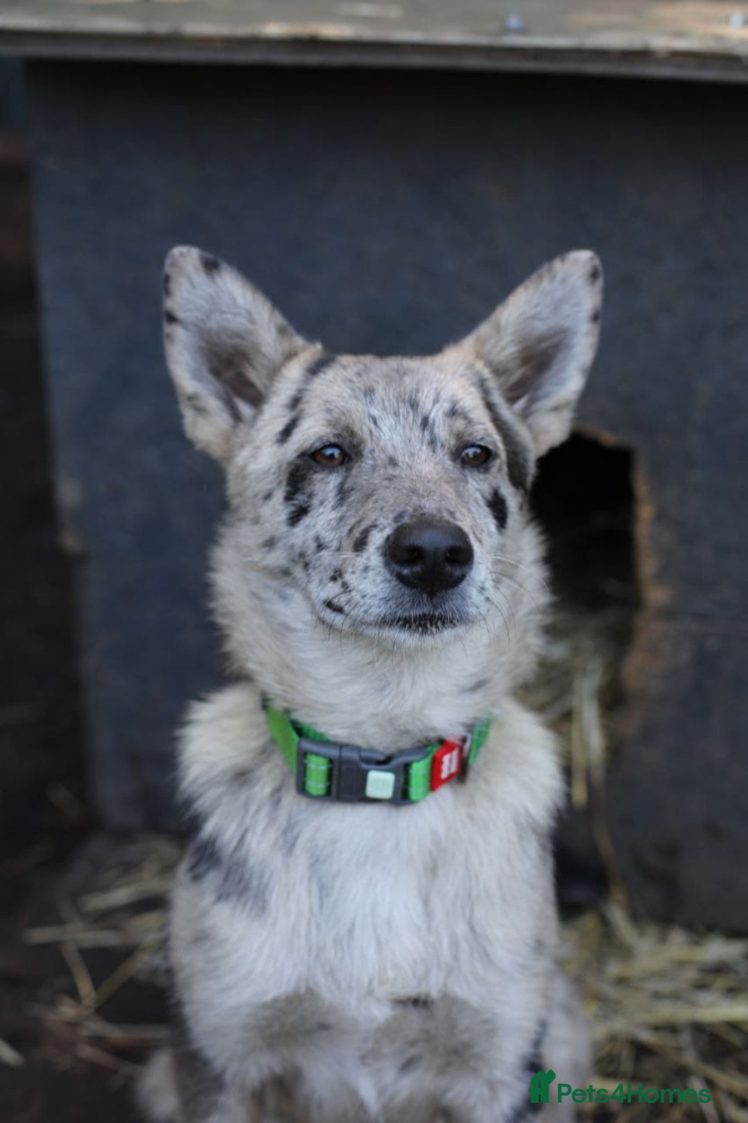 Mixed Breed dogs for adoption: 💙🐶 NICK(8 month) & ❤️🐶 MAILY (1 year)  - Advert 18