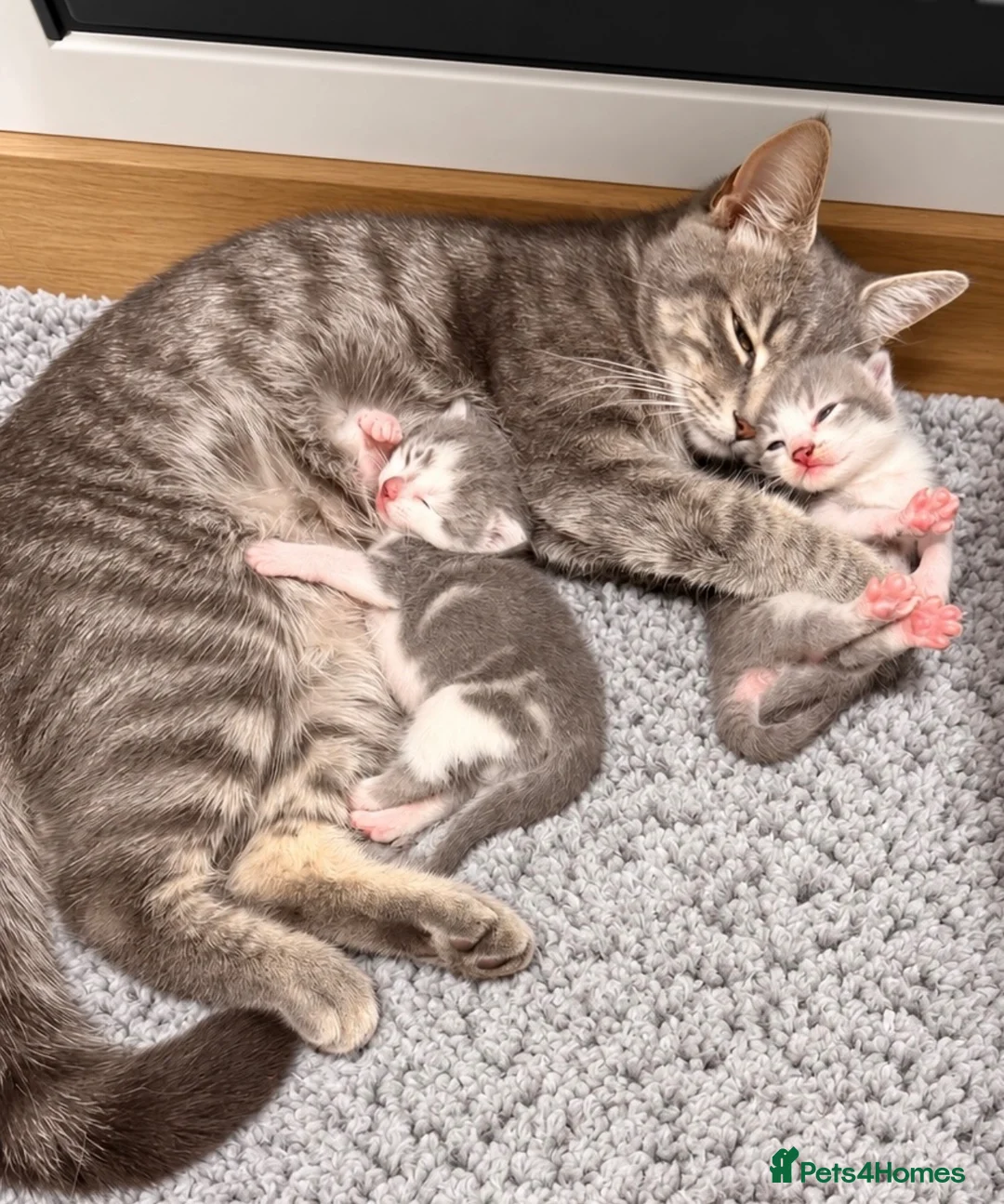 Mixed Breed cats for sale: Two lovely girls left - Advert 2