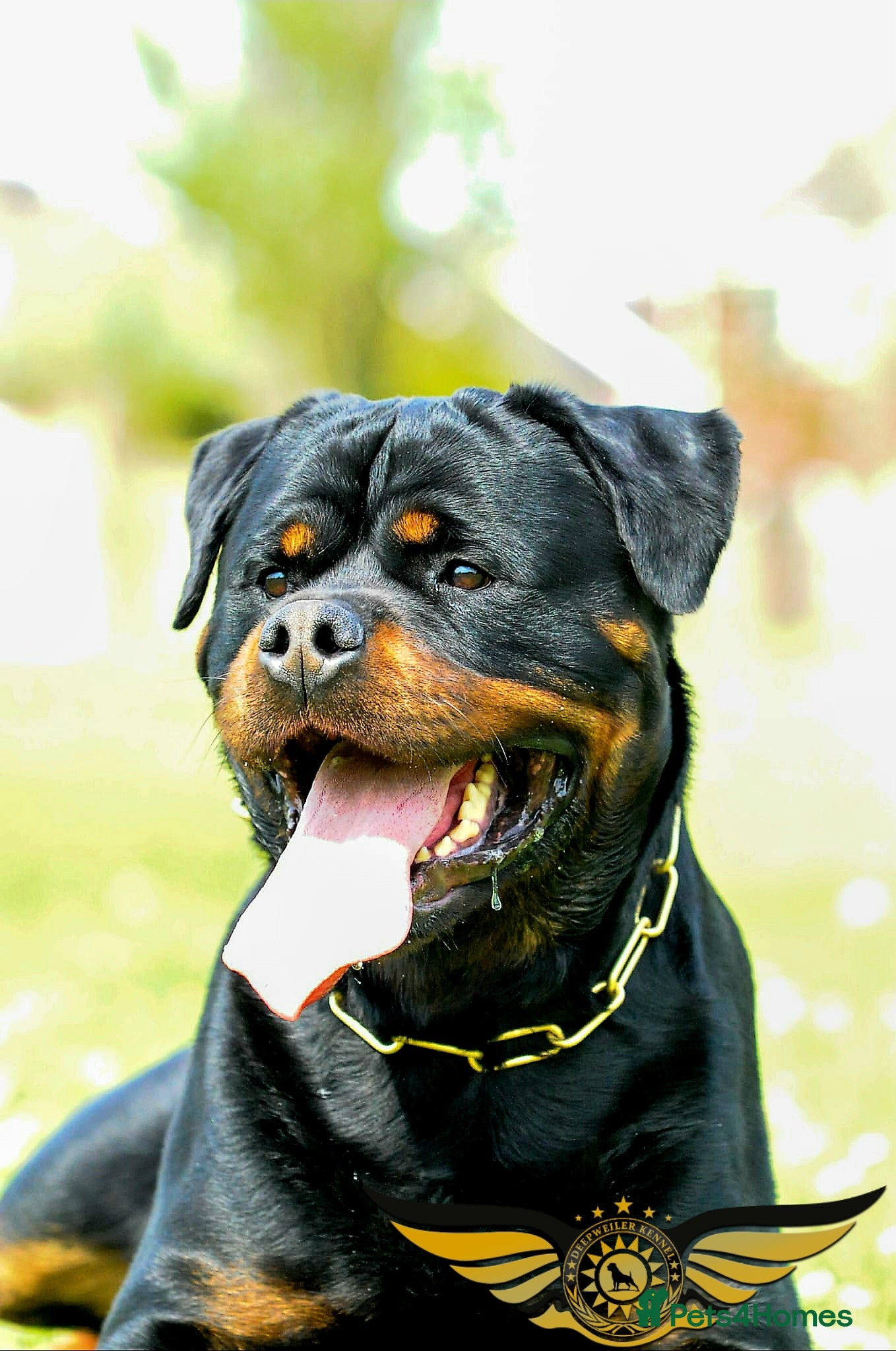 Rottweiler dogs SUPERB TOP QUALITY KCROTTWEILER FOR STUD **(ACE)** - Advert 2