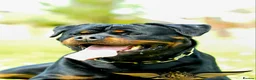 Rottweiler dogs for stud: SUPERB TOP QUALITY KCROTTWEILER FOR STUD **(ACE)** - Advert 7