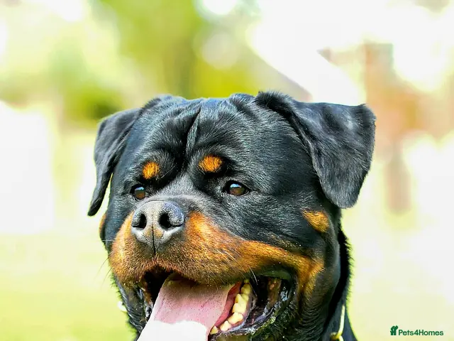 Rottweiler dogs for stud: SUPERB TOP QUALITY KCROTTWEILER FOR STUD **(ACE)** - Advert 2