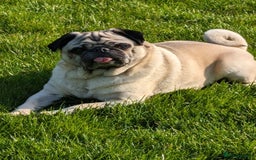 Pug dogs for sale: STOLEN PUG OZZIE  - Image 4