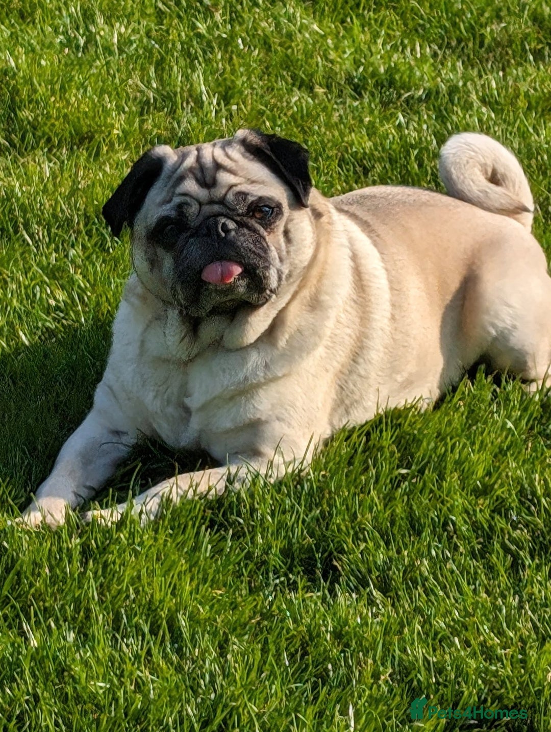 Pug dogs for sale: STOLEN PUG OZZIE  - Image 4