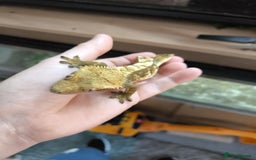 Gecko reptiles for sale: Vivarium with 3 crested geckos - Image 5