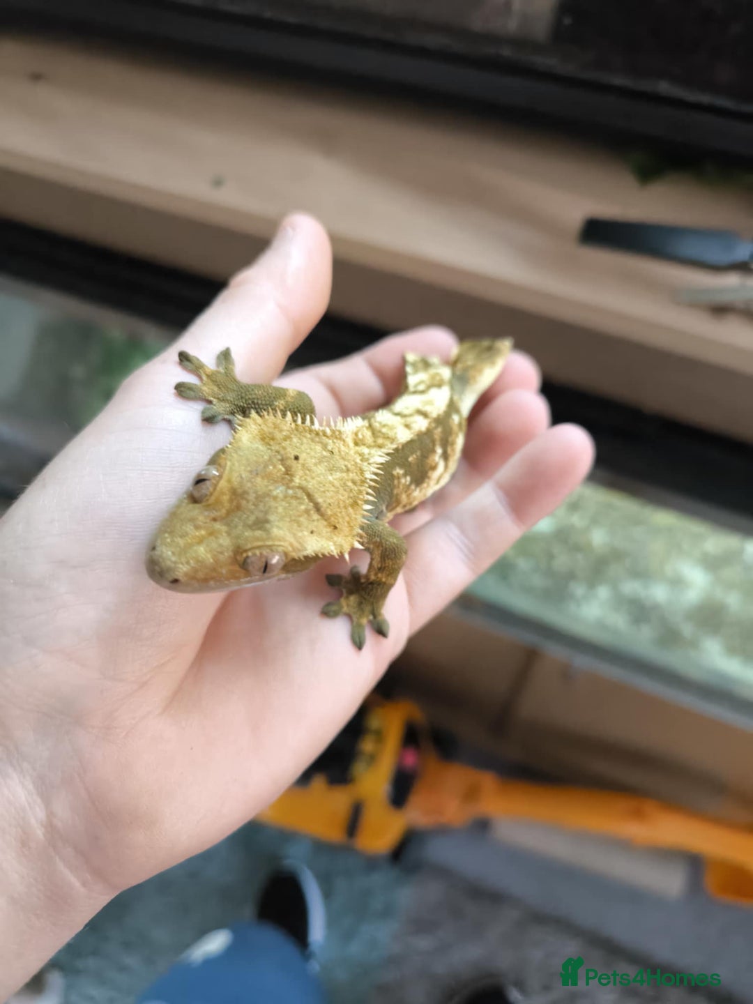 Gecko reptiles for sale: Vivarium with 3 crested geckos - Image 5