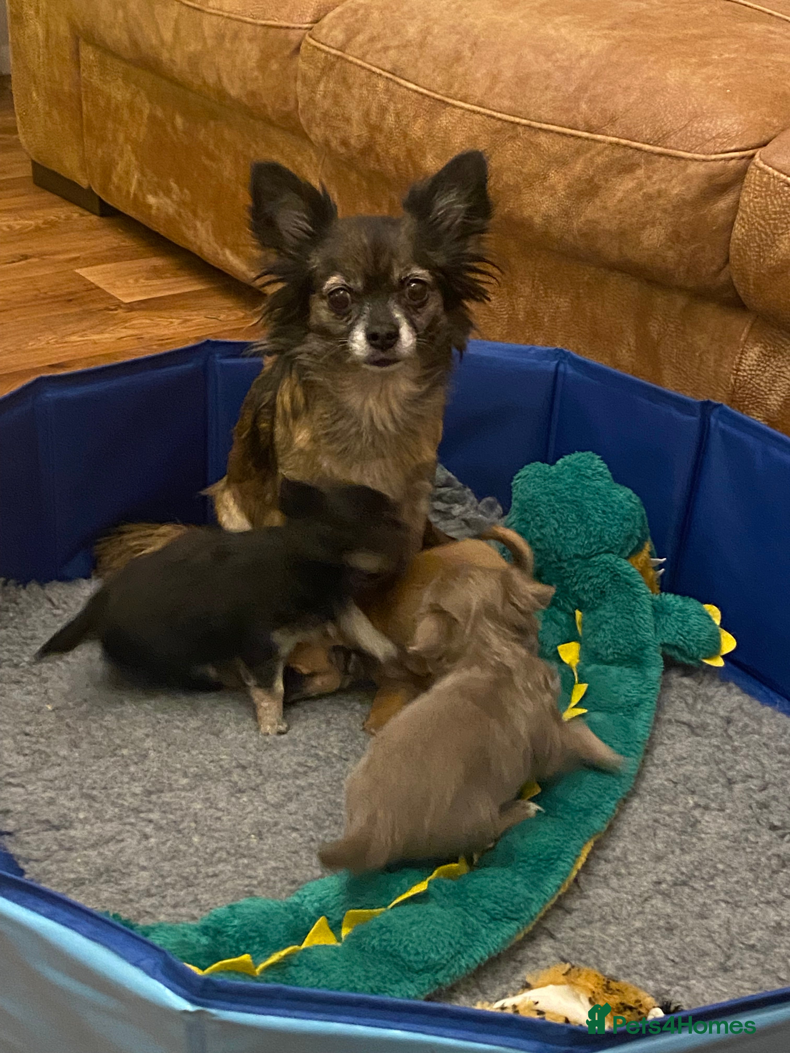 Chihuahua dogs Black and Tan girl - Advert 1