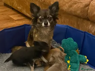 Chihuahua dogs Black and Tan girl - Advert 1