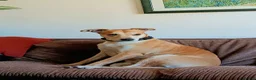 Mixed Breed dogs for sale: Lurcher dog for sale  - Advert 2