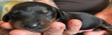 Dachshund 4