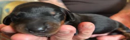 Dachshund dogs for sale: QUALITY KC STANDARD SMOOTH DAHSHUNDS  - Advert 10