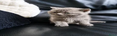 British Shorthair 3