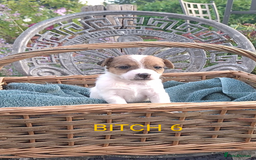Jack Russell dogs for sale: Tremendous JRT puppies  - Image 26