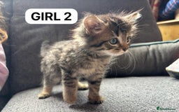 British Shorthair cats for sale: Friendly and beautiful kittens - ready now  - Image 12