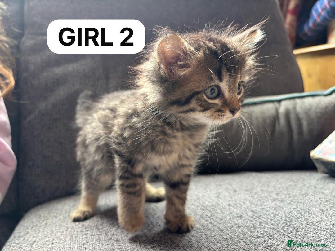British Shorthair cats for sale: Friendly and beautiful kittens - ready now  - Image 12