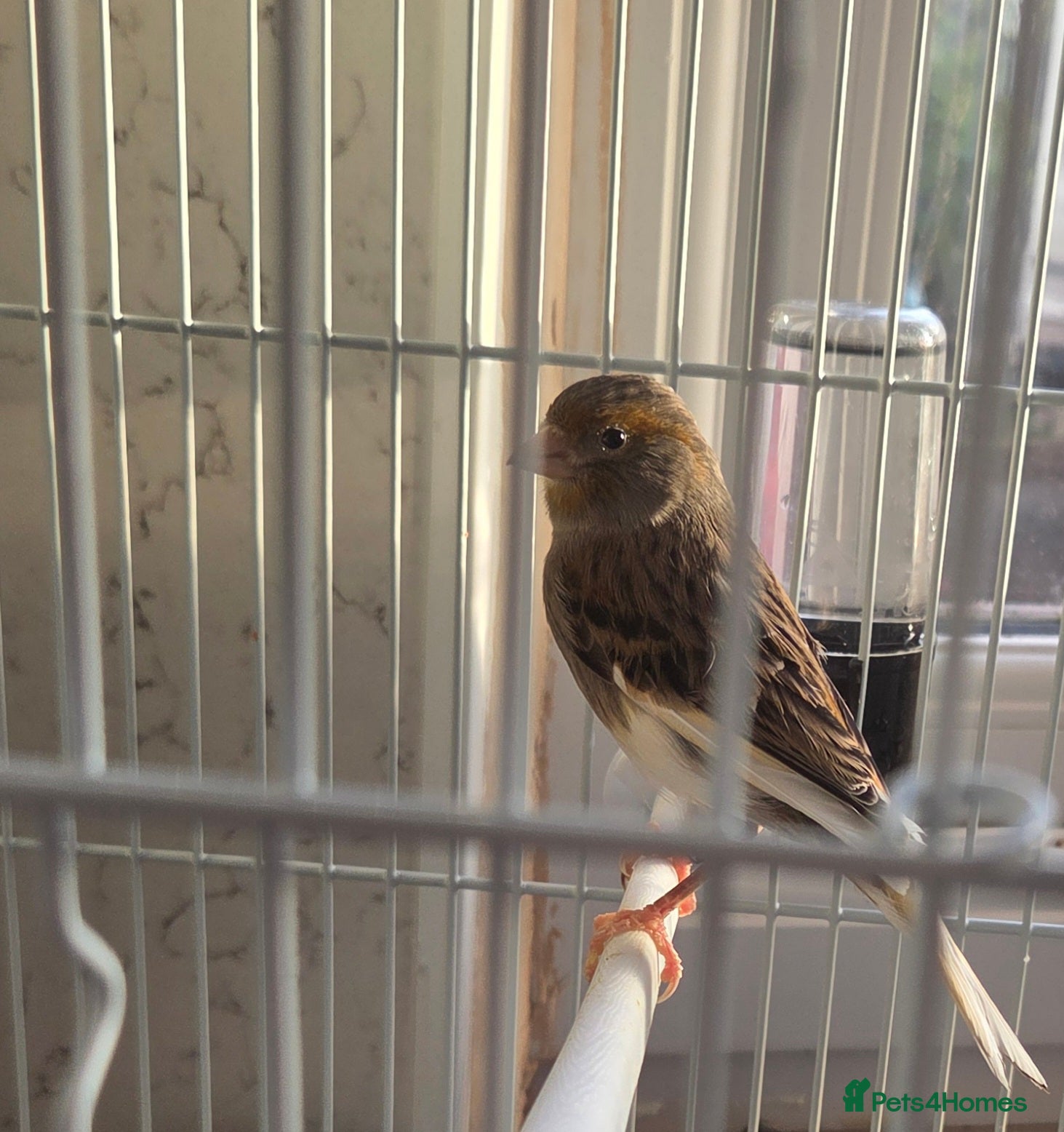 Canaries birds 1 Hen canary  - Advert 2