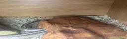 Corn Snake reptiles for sale: Grey corn snake and near full set up - Advert 4