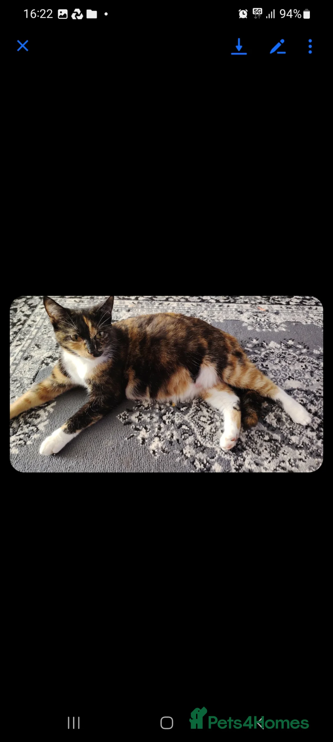 Exotic cats for sale: Exotic - Advert 2