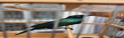 Softbills birds for sale: Greater Blue-eared Starling - Advert 1