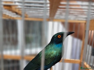 Softbills birds for sale: Greater Blue-eared Starling - Advert 1