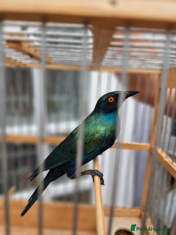 Softbills birds - Advert 2