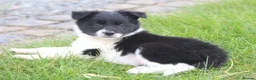 Border Collie dogs for sale: Gorgeous little of border collie puppies for sale  - Advert 6