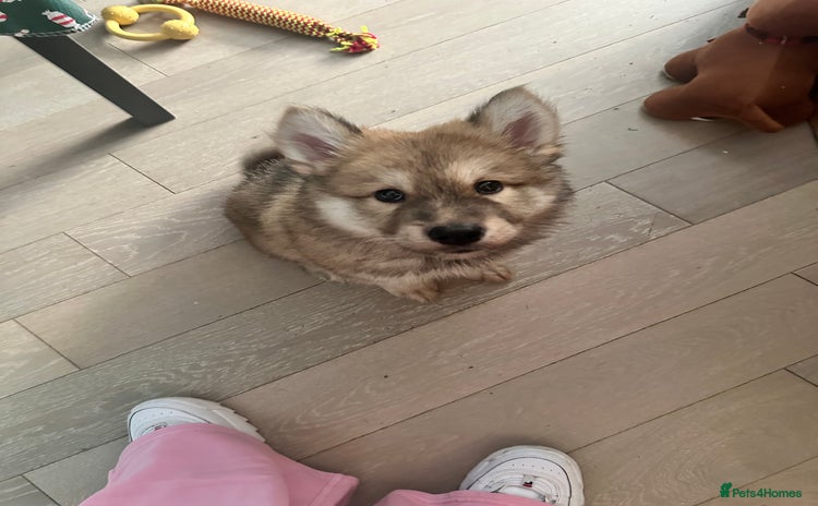 Mixed Breed dogs Beautiful puppy - Advert 12