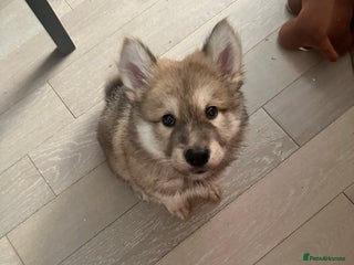 Mixed Breed dogs Beautiful puppy - Advert 1