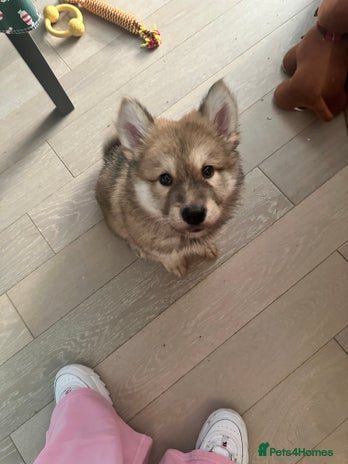 Mixed Breed dogs Beautiful puppy - Advert 12